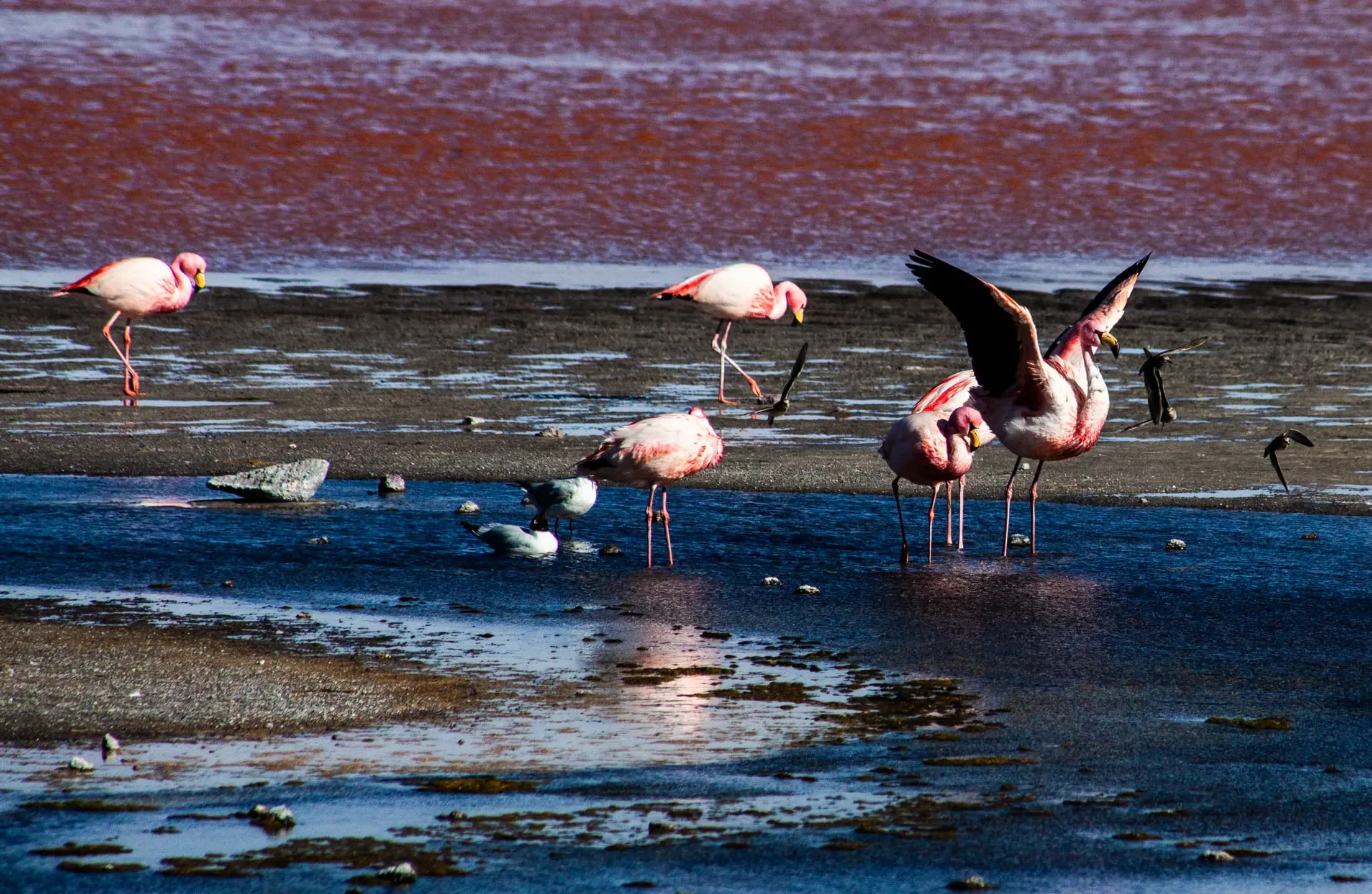 Flamingos caminham pela borda lamacenta da Laguna Colorada