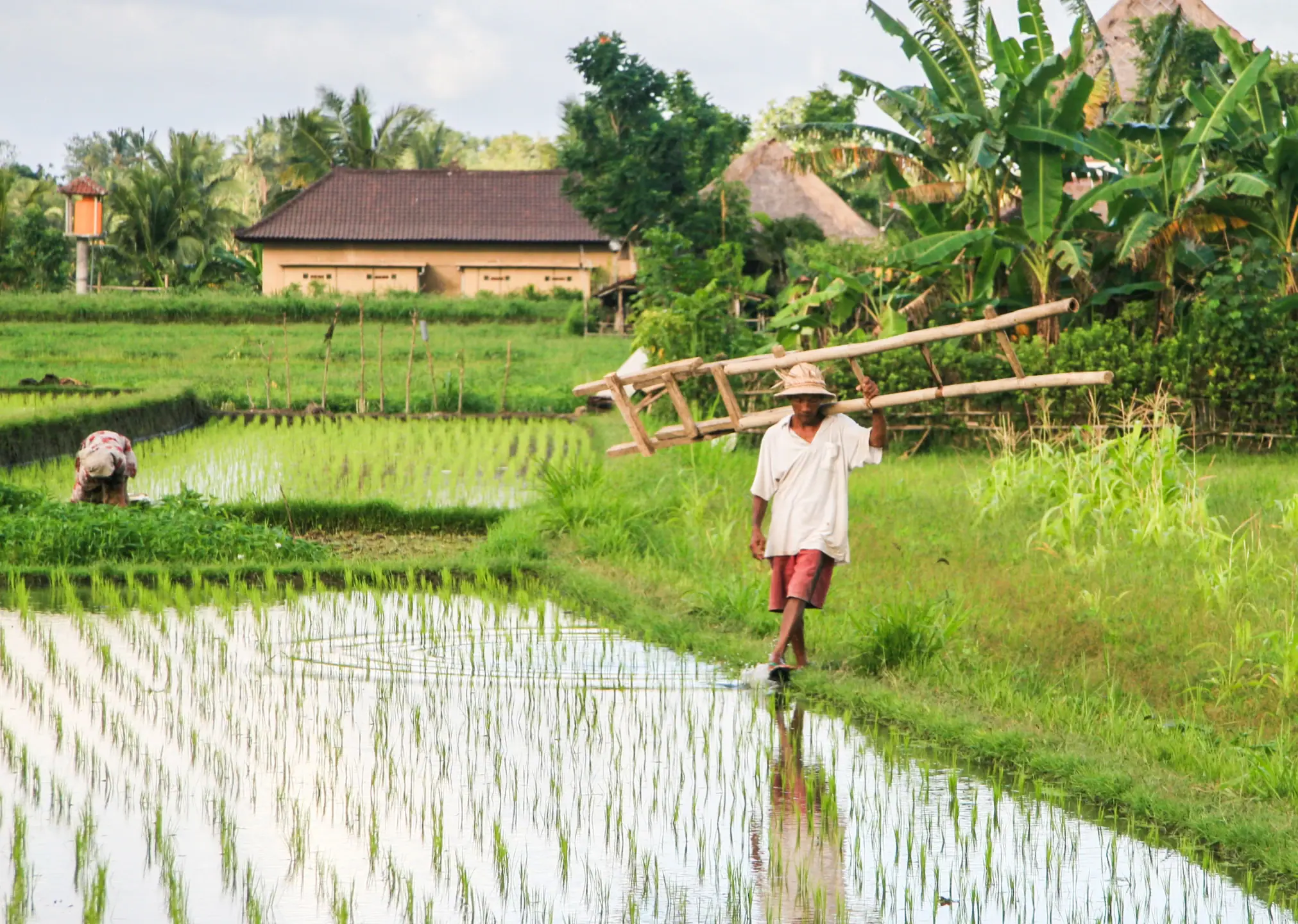Agricultor caminha à beira do arrozal alagado em Ubud carregando uma escada de bambu